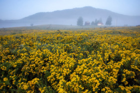 Open habitats in Komarnica: the land of endless sunsets